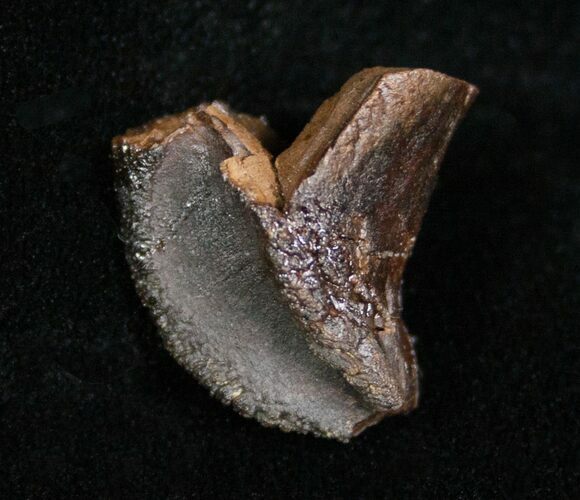 Unworn Triceratops Tooth Crown - #4474